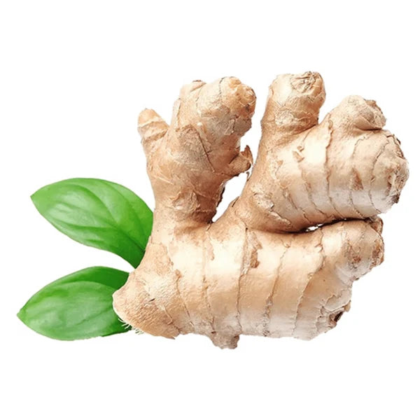 Extrato de Gengibre